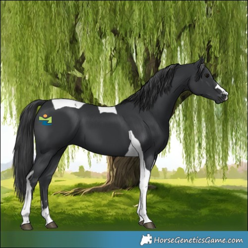 Horse Color:Black Tobiano 