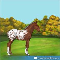 Horse Color:Chestnut Tobiano Appaloosa