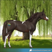 Horse Color:Liver Chestnut Tobiano 