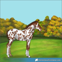 Horse Color:Chestnut Tobiano Appaloosa