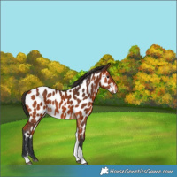Horse Color:Bay Tobiano Appaloosa