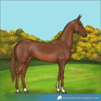 Horse Color:Chestnut 