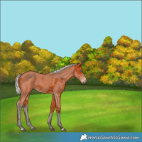 Horse Color:Silver Bay Merle