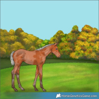 Horse Color:Silver Bay Merle 