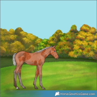 Horse Color:Silver Bay Merle