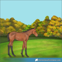 Horse Color:Bay Merle 