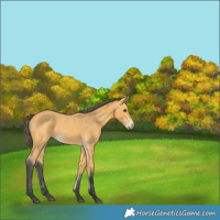 Horse Color:Buckskin Merle 