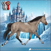 Horse Color:Brown Dun Tobiano