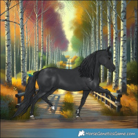 Horse Color:Black 