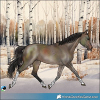 Horse Color:Brown Dun Tobiano 