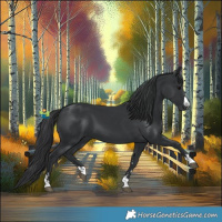 Horse Color:Black 