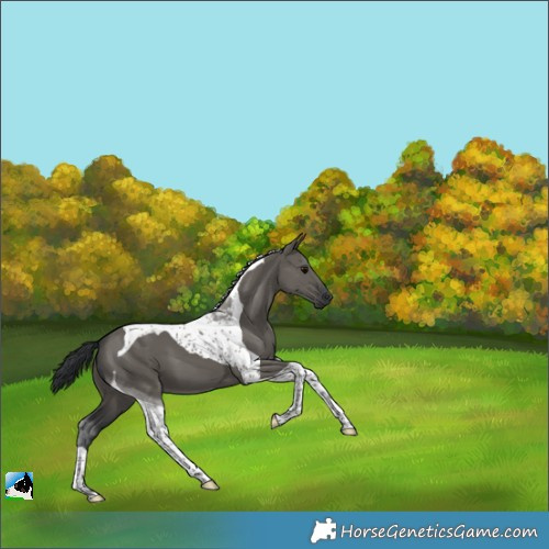 Horse Color:Grullo Tobiano 