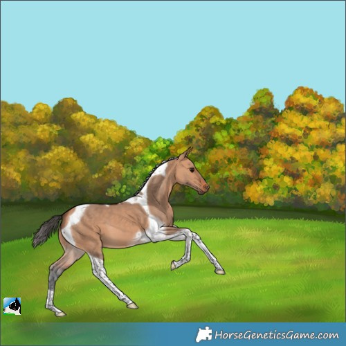 Horse Color:Bay Dun Tobiano 