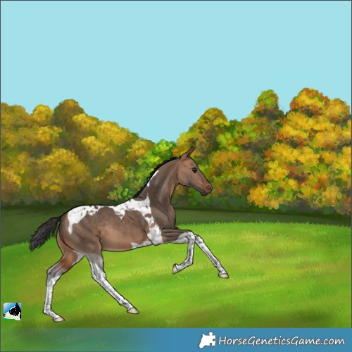 Horse Color:Brown Dun Tobiano 