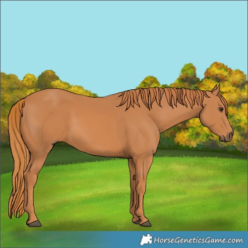 Horse Color:Chestnut 