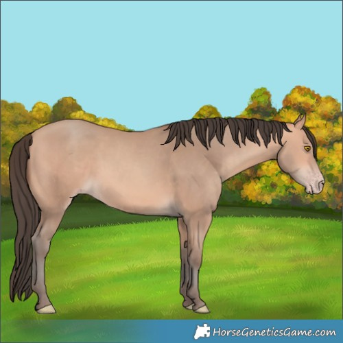 Horse Color:Amber Champagne 