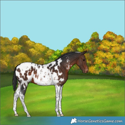Horse Color:Brown Tobiano Appaloosa 