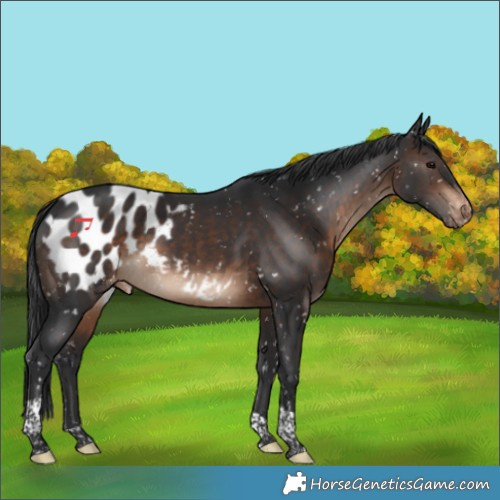 Horse Color:Brown Tobiano Appaloosa 