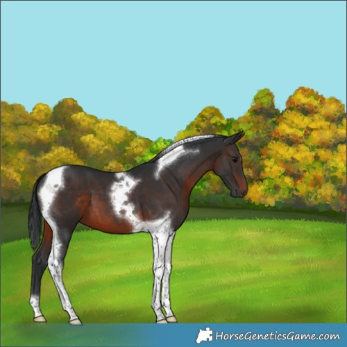 Horse Color:Brown Tobiano 
