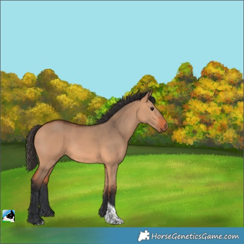 Horse Color:Bay Dun Tobiano 