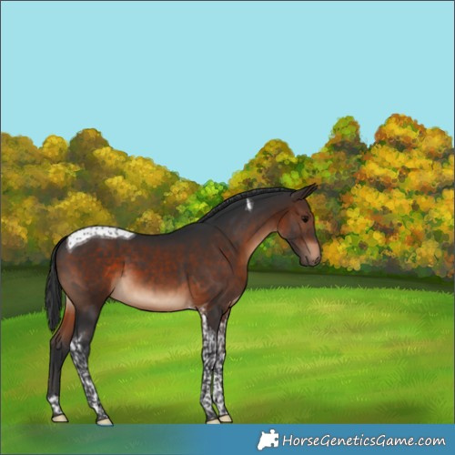 Horse Color:Brown Tobiano 