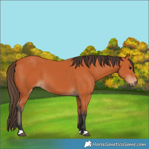 Horse Color:Bay 