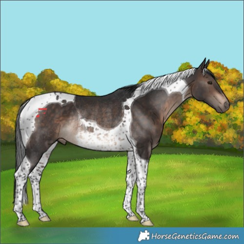 Horse Color:Brown Tobiano Rabicano 