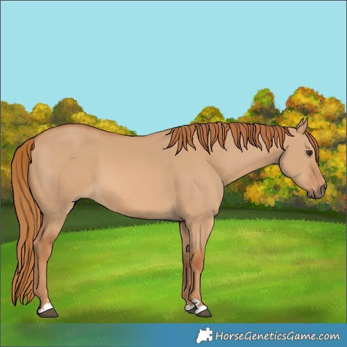 Horse Color:Red Dun 