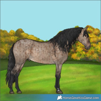 Horse Color:Brown Dun  and Brown Dun 