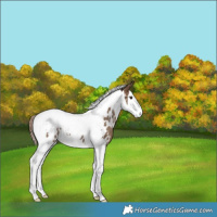 Horse Color:Liver Red Dun Splash Tobiano Blanket Rabicano