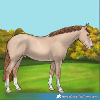 Horse Color:Gold Champagne Dun Sabino Tobiano Rabicano 