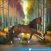 Horse Color:Bay Rabicano  and Bay Rabicano 