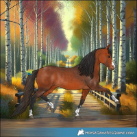 Horse Color:Bay Rabicano  and Bay Rabicano 