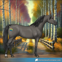 Horse Color:Grullo Rabicano