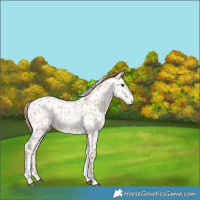 Horse Color:Red Dun Tobiano Near Leopard