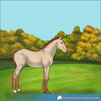 Horse Color:Red Dun 