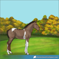 Horse Color:Liver Red Dun Tobiano