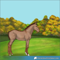 Horse Color:Red Dun Rabicano