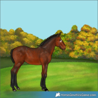 Horse Color:Gray Bay
