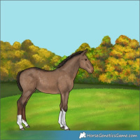 Horse Color:Liver Red Dun Tobiano Rabicano 