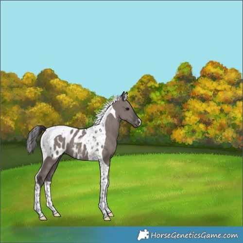 Horse Color:Smoky Grullo Tobiano Appaloosa 