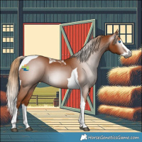 Horse Color:Gray Chestnut Splash Tobiano 