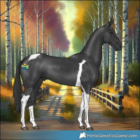 Horse Color:Black Tobiano 