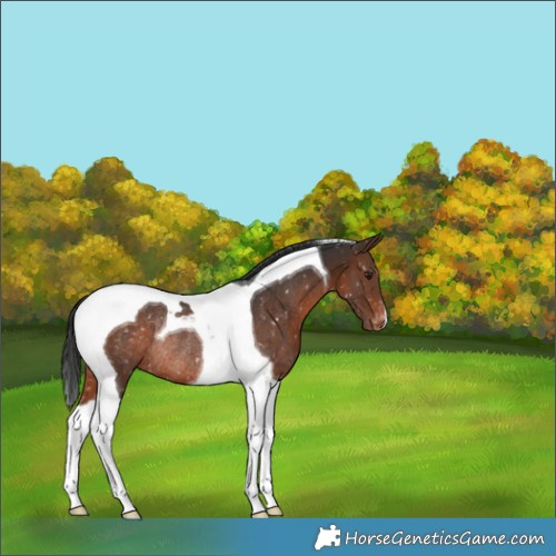 Horse Color:Brown Tobiano Appaloosa Rabicano 