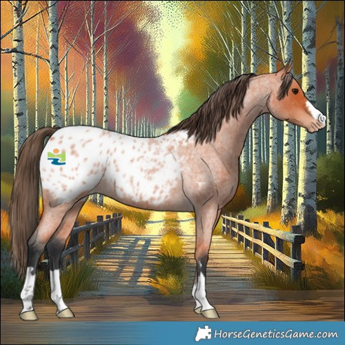 Horse Color:Bay Roan Appaloosa