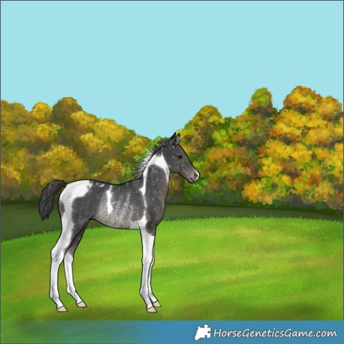 Horse Color:Black Tobiano Appaloosa Rabicano 