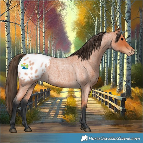 Horse Color:Bay Roan Appaloosa 