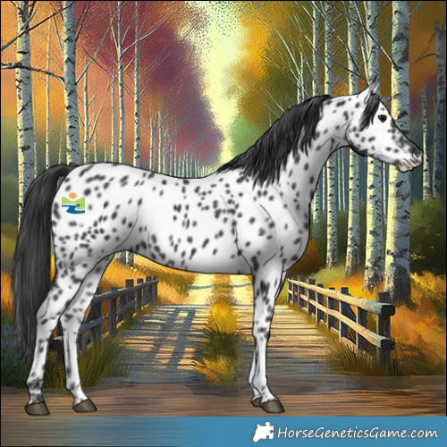 Horse Color:Black Appaloosa 