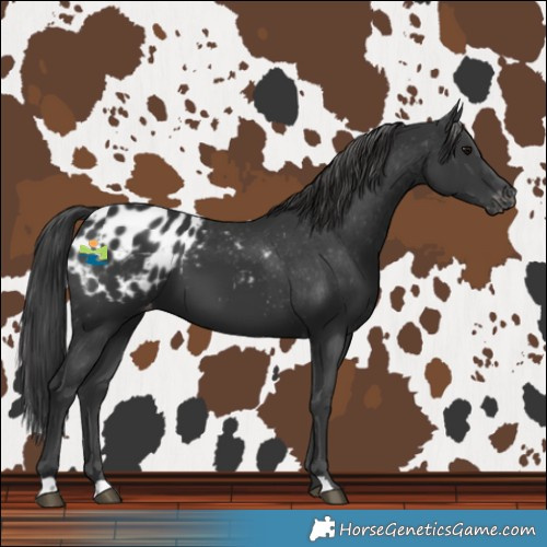 Horse Color:Black Blanket 