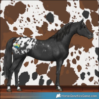 Horse Color:Black Blanket 